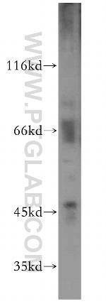 DNAJA4 Antibody in Western Blot (WB)