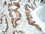 BACE1 Antibody in Immunohistochemistry (Paraffin) (IHC (P))