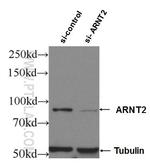 ARNT2 Antibody in Western Blot (WB)