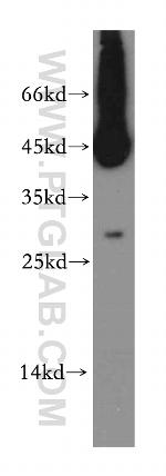 TSPAN12 Antibody in Western Blot (WB)
