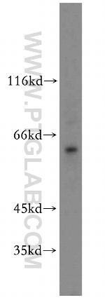 TAF1B Antibody in Western Blot (WB)