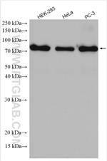 SUPV3L1 Antibody in Western Blot (WB)