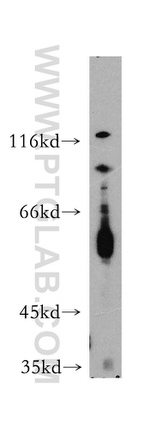 MAP4K5 Antibody in Western Blot (WB)