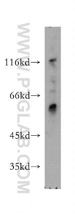MAP4K5 Antibody in Western Blot (WB)