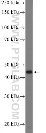 XK Antibody in Western Blot (WB)