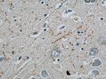 Neuropeptide Y Antibody in Immunohistochemistry (Paraffin) (IHC (P))