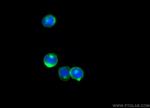 CD247 Antibody in Immunocytochemistry (ICC/IF)