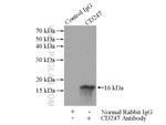 CD247 Antibody in Immunoprecipitation (IP)
