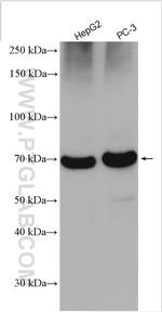 LGTN Antibody in Western Blot (WB)