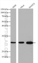 CENPH Antibody in Western Blot (WB)