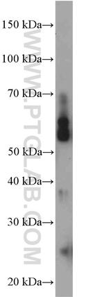 NEK3 Antibody in Western Blot (WB)