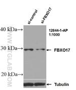 FBXO17 Antibody in Western Blot (WB)