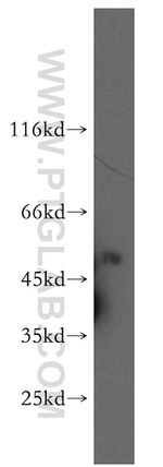 HS1BP3 Antibody in Western Blot (WB)