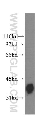 BCL2L14 Antibody in Western Blot (WB)