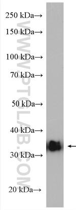 BCL2L14 Antibody in Western Blot (WB)
