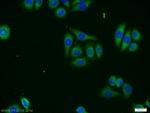 ZMPSTE24 Antibody in Immunocytochemistry (ICC/IF)