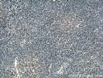 CMIP Antibody in Immunohistochemistry (Paraffin) (IHC (P))