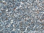 CMIP Antibody in Immunohistochemistry (Paraffin) (IHC (P))