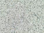 CMIP Antibody in Immunohistochemistry (Paraffin) (IHC (P))