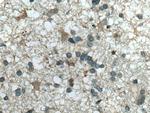 CMIP Antibody in Immunohistochemistry (Paraffin) (IHC (P))