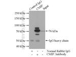 CMIP Antibody in Immunoprecipitation (IP)