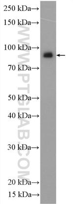 CMIP Antibody in Western Blot (WB)