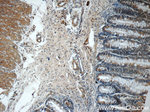CTPS2 Antibody in Immunohistochemistry (Paraffin) (IHC (P))