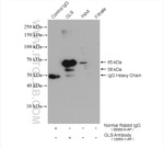 KGA/GAC Antibody in Immunoprecipitation (IP)