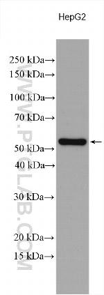 PAMCI Antibody in Western Blot (WB)