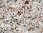 STOML1 Antibody in Immunohistochemistry (Paraffin) (IHC (P))