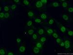 PHC2 Antibody in Immunocytochemistry (ICC/IF)