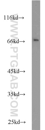 HLF Antibody in Western Blot (WB)