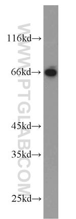 HLF Antibody in Western Blot (WB)