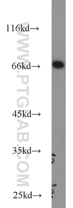 HLF Antibody in Western Blot (WB)