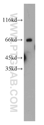 HLF Antibody in Western Blot (WB)