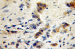 GABRG1 Antibody in Immunohistochemistry (Paraffin) (IHC (P))