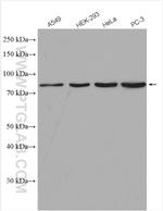 PPEF1 Antibody in Western Blot (WB)