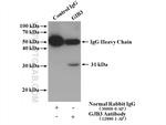 GJB3 Antibody in Immunoprecipitation (IP)