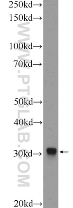 GJB3 Antibody in Western Blot (WB)