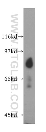 SH2D3C Antibody in Western Blot (WB)