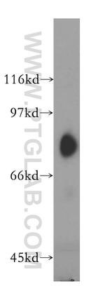 SH2D3C Antibody in Western Blot (WB)