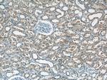 NUDT16 Antibody in Immunohistochemistry (Paraffin) (IHC (P))