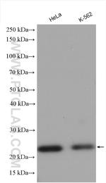 NUDT16 Antibody in Western Blot (WB)