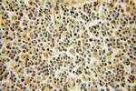 DYRK4 Antibody in Immunohistochemistry (Paraffin) (IHC (P))