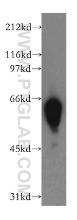 DYRK4 Antibody in Western Blot (WB)