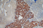 TDP-43 (C-terminal) Antibody in Immunohistochemistry (Paraffin) (IHC (P))