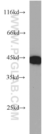 TDP-43 (C-terminal) Antibody in Western Blot (WB)