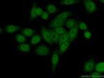 DTL Antibody in Immunocytochemistry (ICC/IF)