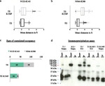 DYKDDDDK Tag Antibody in Immunoprecipitation (IP)