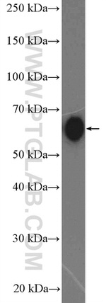 SLAMF7 Antibody in Western Blot (WB)